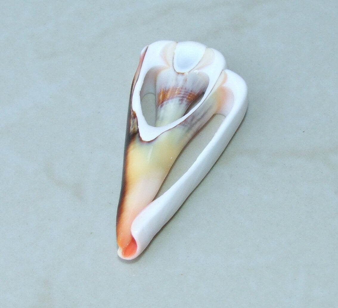 5 Strawberry Strombus Luhuanus, Conomurex Luhuanus, Center Cut Seashell Slice, Conch Shell, Drilled, Seashell Jewelry, Beach Shells, 40-60mm - EDGBeadsandGems