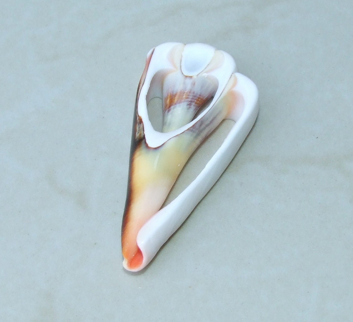 5 Strawberry Strombus Seashell Slices, Drilled Conch Shell Beads, Jewelry Making (40-60mm) - EDGBeadsandGems
