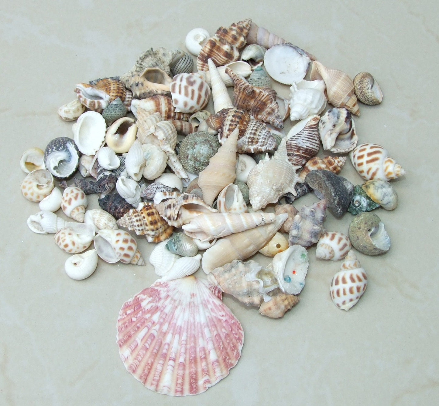 Net Full of Shells, Mixed Natural Seashells, Spiral Shells, Clam Shells, Scallop Shells, Undrilled Craft Shells, 80-100 Shells, 15-40+mm 015 - EDGBeadsandGems