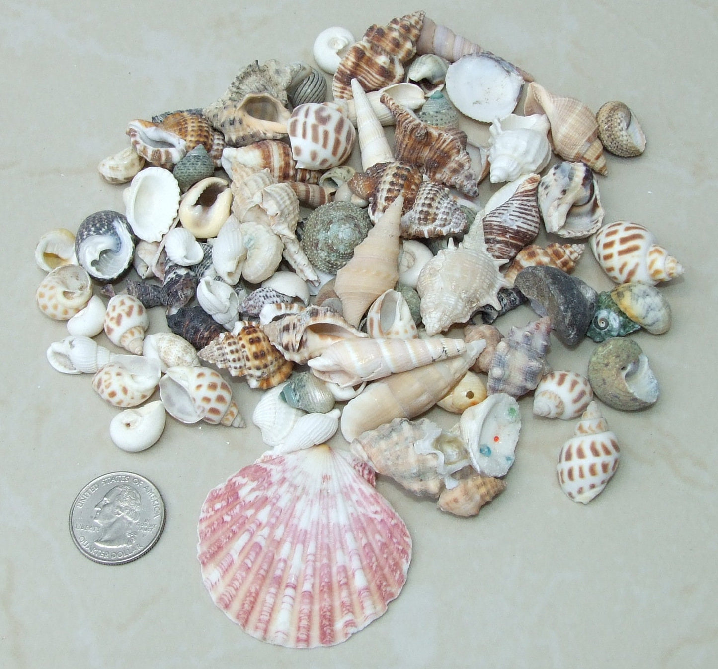 Net Full of Shells, Mixed Natural Seashells, Spiral Shells, Clam Shells, Scallop Shells, Undrilled Craft Shells, 80-100 Shells, 15-40+mm 015 - EDGBeadsandGems