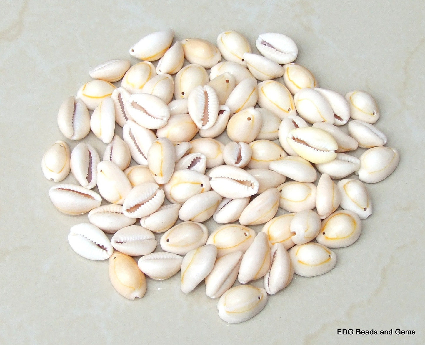 Cowrie Shell - Large Natural Sea Shell - Money Shell - Shell Bead - Bulk - Seashell - Beach - Ocean - BOHO - 17mm to 22mm - 35 Shells - 057Y - EDGBeadsandGems