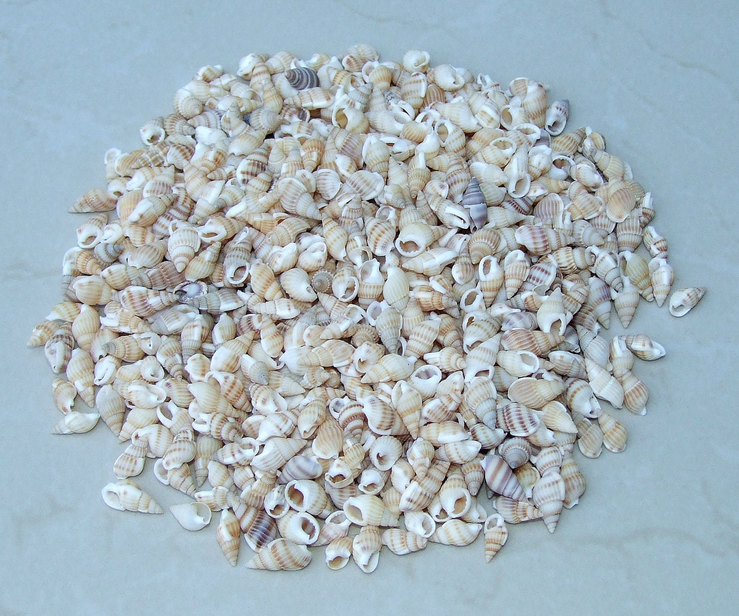 100 Small Natural Spiral Seashell, Spiral Sea Shell Bead, Bulk Shell, Beach Decor, Craft Shells, Seashell Jewelry, 12-17mm, No Hole, 36-15 - EDGBeadsandGems