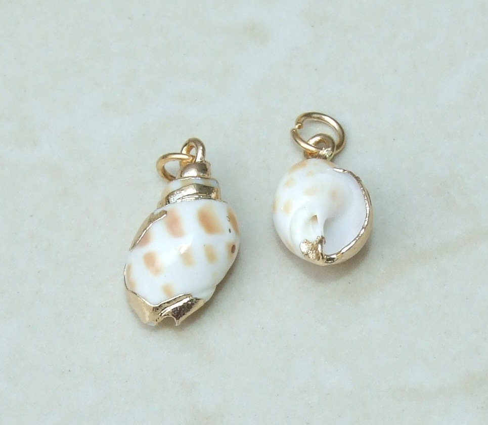 Natural Babylonia Areolata Spiral Seashell Pendant, Shell Bead, Seashell, Shell Pendant, Gold Edge, Natural Shell, Boho Beach, 20-35mm, 6-04 - EDGBeadsandGems