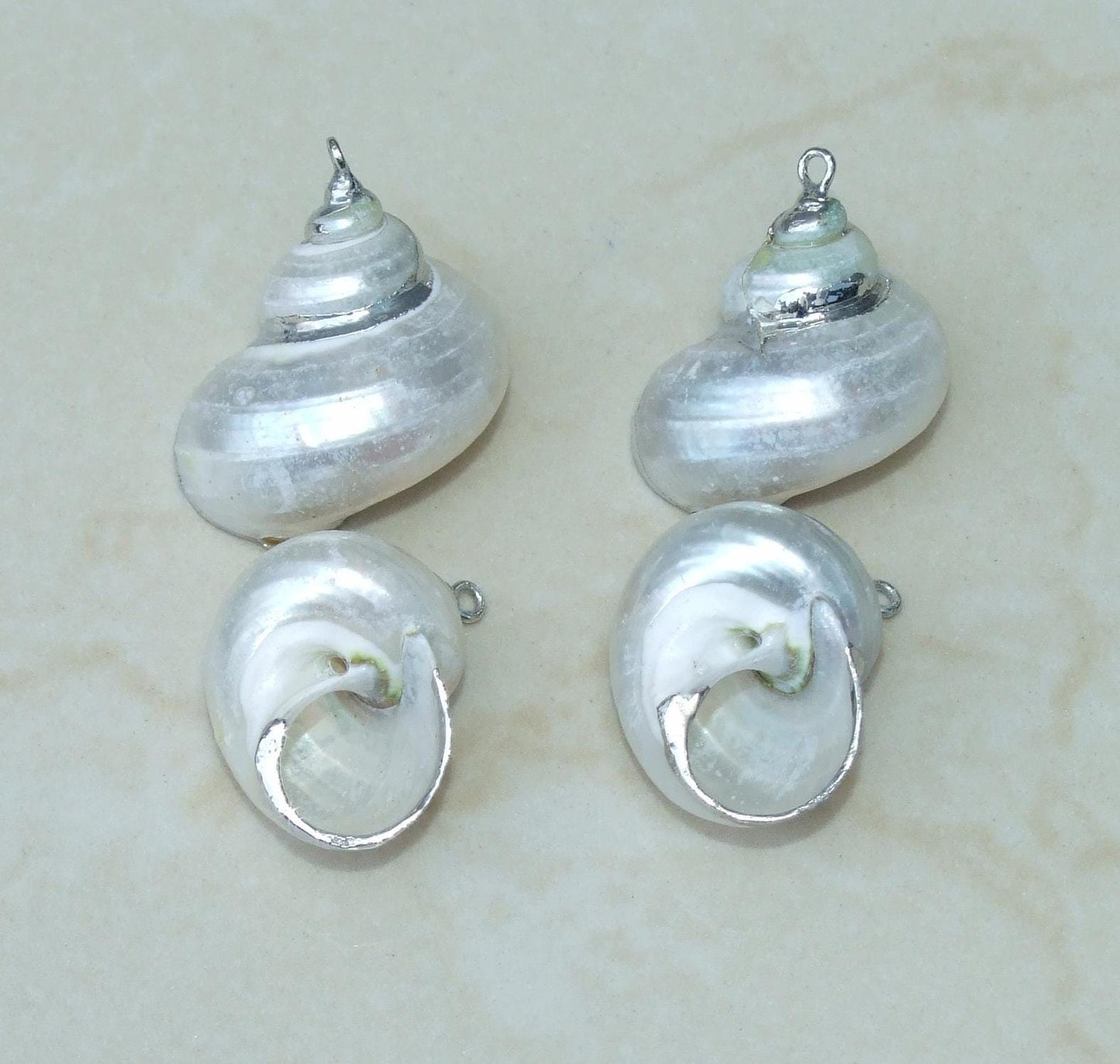 Conch Spiral Shell Pendant, Gold or Silver Edge, Natural Seashell, Seashell Necklace, Beach Jewelry, Ocean Seashell, 25-35mm, 36-02 - EDGBeadsandGems