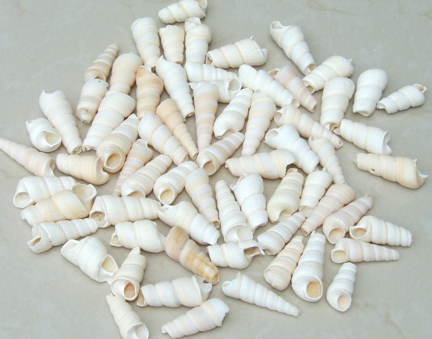10/20 Turritella Terebra Auger Seashells, Natural Spiral Sea Shell Bead, Pendant, Undrilled, Navajo White, Craft Shell, 40mm / 60mm, 8-79 - EDGBeadsandGems