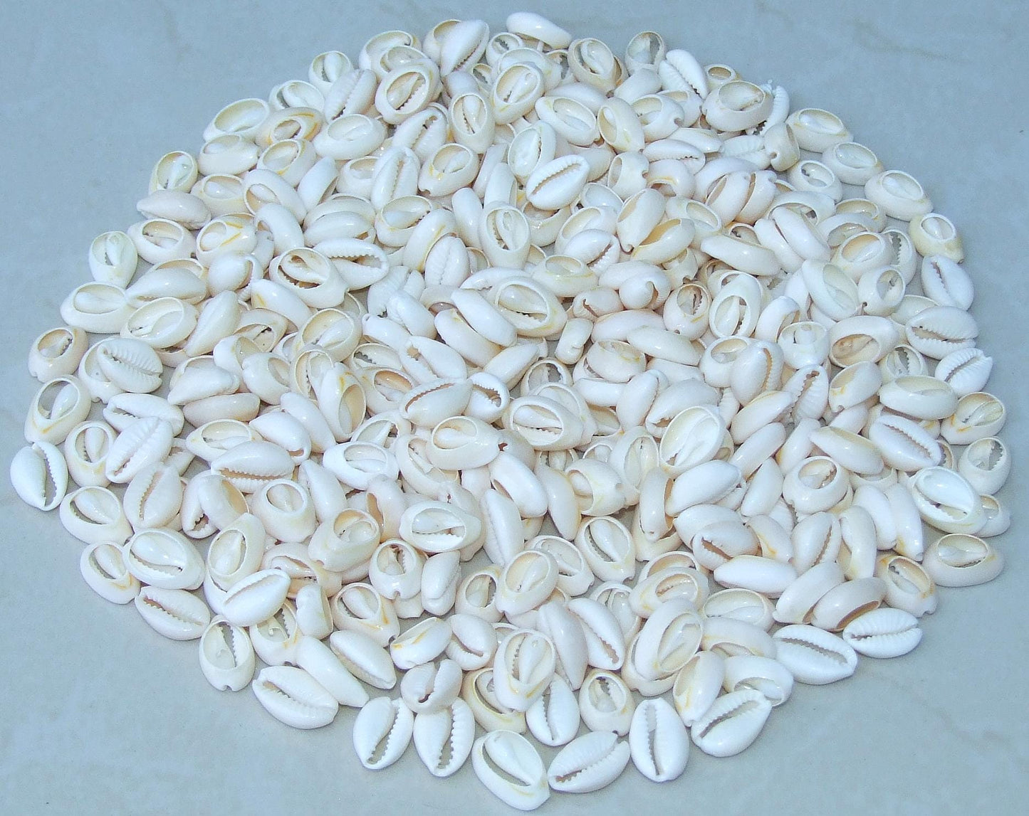 cowrie shells