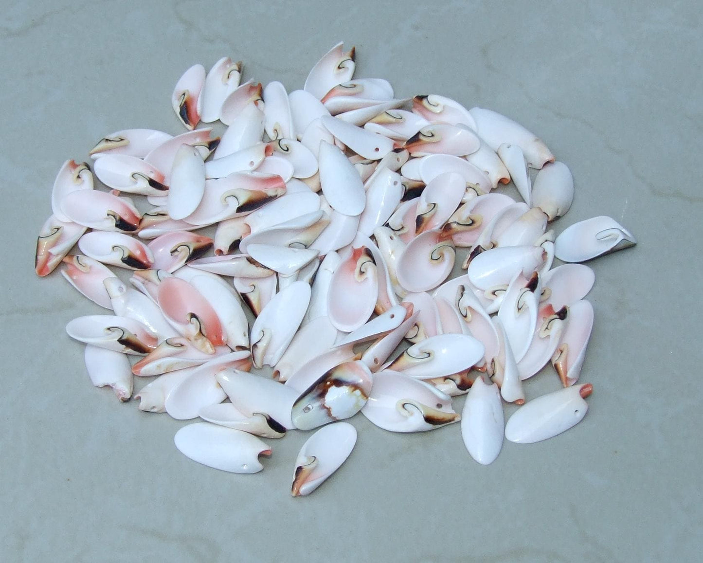 10 Small Strawberry Strombus Lilly Cut Seashell Slice, Drilled Shell, Craft Seashell Jewelry, Ocean Beach Decor, Summer Shells, 20-35mm 6-29 - EDGBeadsandGems
