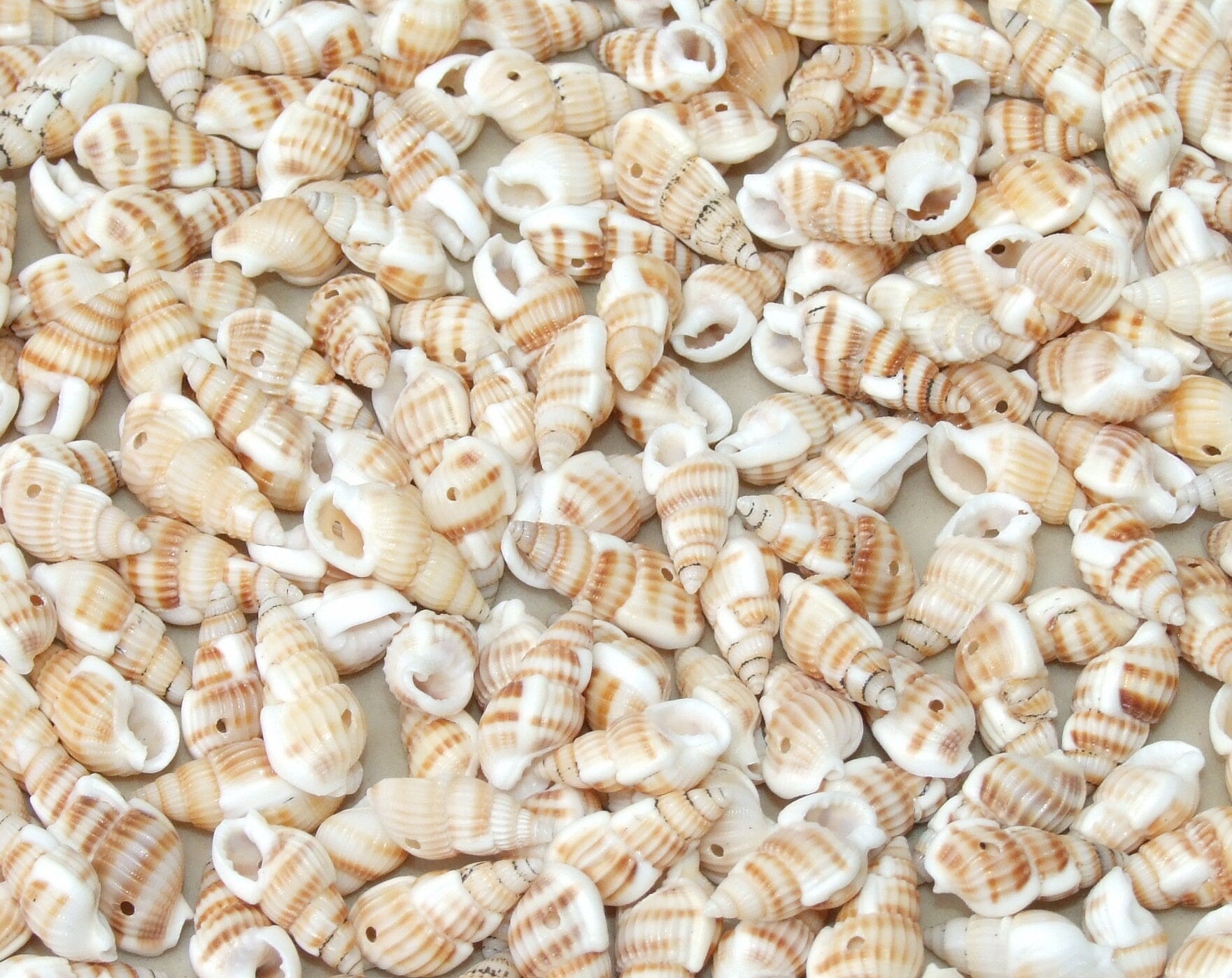 50 Small Natural Spiral Seashell, Spiral Sea Shell Bead, Bulk Shell, B –  EDG Beads and Gems
