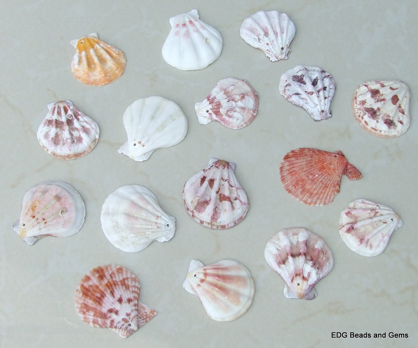 20 Natural Clam Sea Shell, Sea Shell Bead, Seashell, Ark Shell, Ribbed –  EDG Beads and Gems