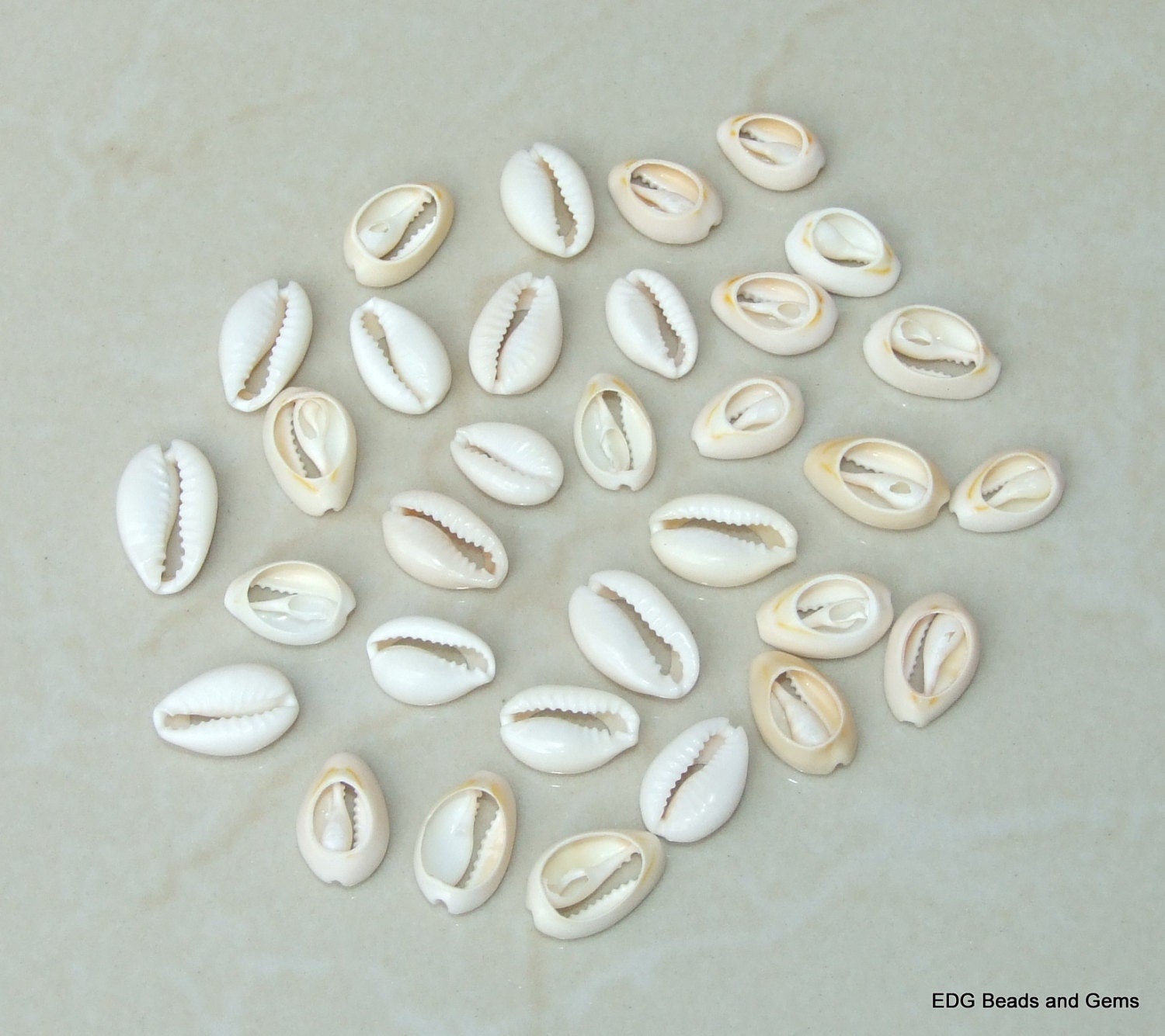 50 Medium Cowrie Shell, Natural Sea Shell - Money Shell Bead, Cut Back No Hole Seashell - Bulk Shell - Beach - 16mm to 18mm - 052 - EDGBeadsandGems