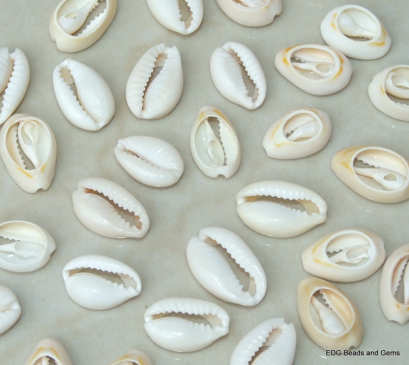 50 Medium Cowrie Shell, Natural Sea Shell - Money Shell Bead, Cut Back No Hole Seashell - Bulk Shell - Beach - 16mm to 18mm - 052 - EDGBeadsandGems