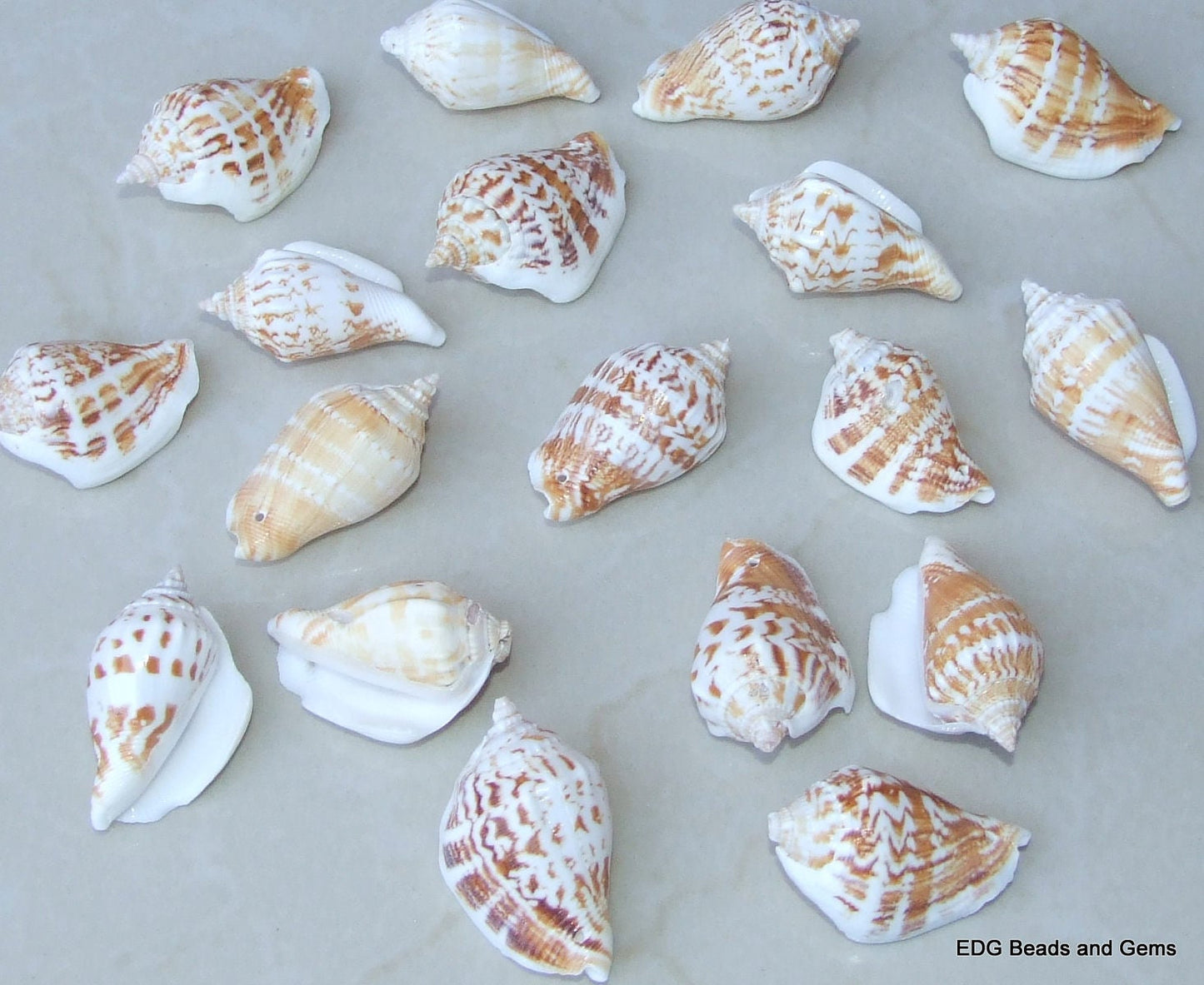 4 Large Natural Conch Sea Shell, Spiral Shell Bead, Seashell, Shell Bead, Beach Decor, Ocean Shell, Beach Jewelry, 40mm - 45mm - 007-57 - EDGBeadsandGems