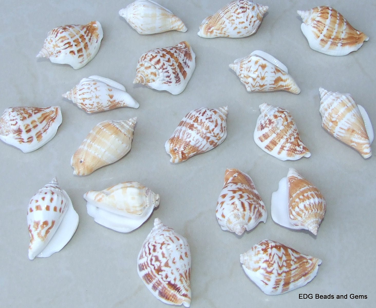 4 Large Natural Conch Sea Shell, Spiral Shell Bead, Seashell, Shell Bead, Beach Decor, Ocean Shell, Beach Jewelry, 40mm - 45mm - 007-57 - EDGBeadsandGems