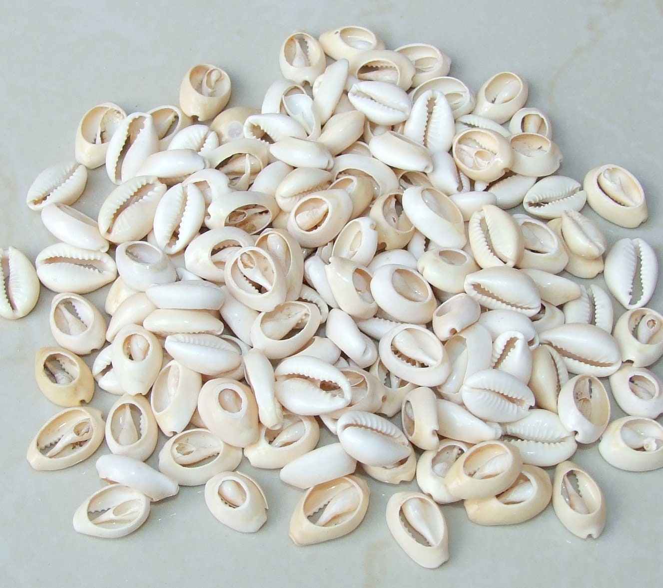 50 Large Cowrie Shell, Natural Sea Shell - Money Shell Bead, Cut Back No Hole Seashell - Bulk Shell - Beach - 18mm to 21mm - 053 - EDGBeadsandGems