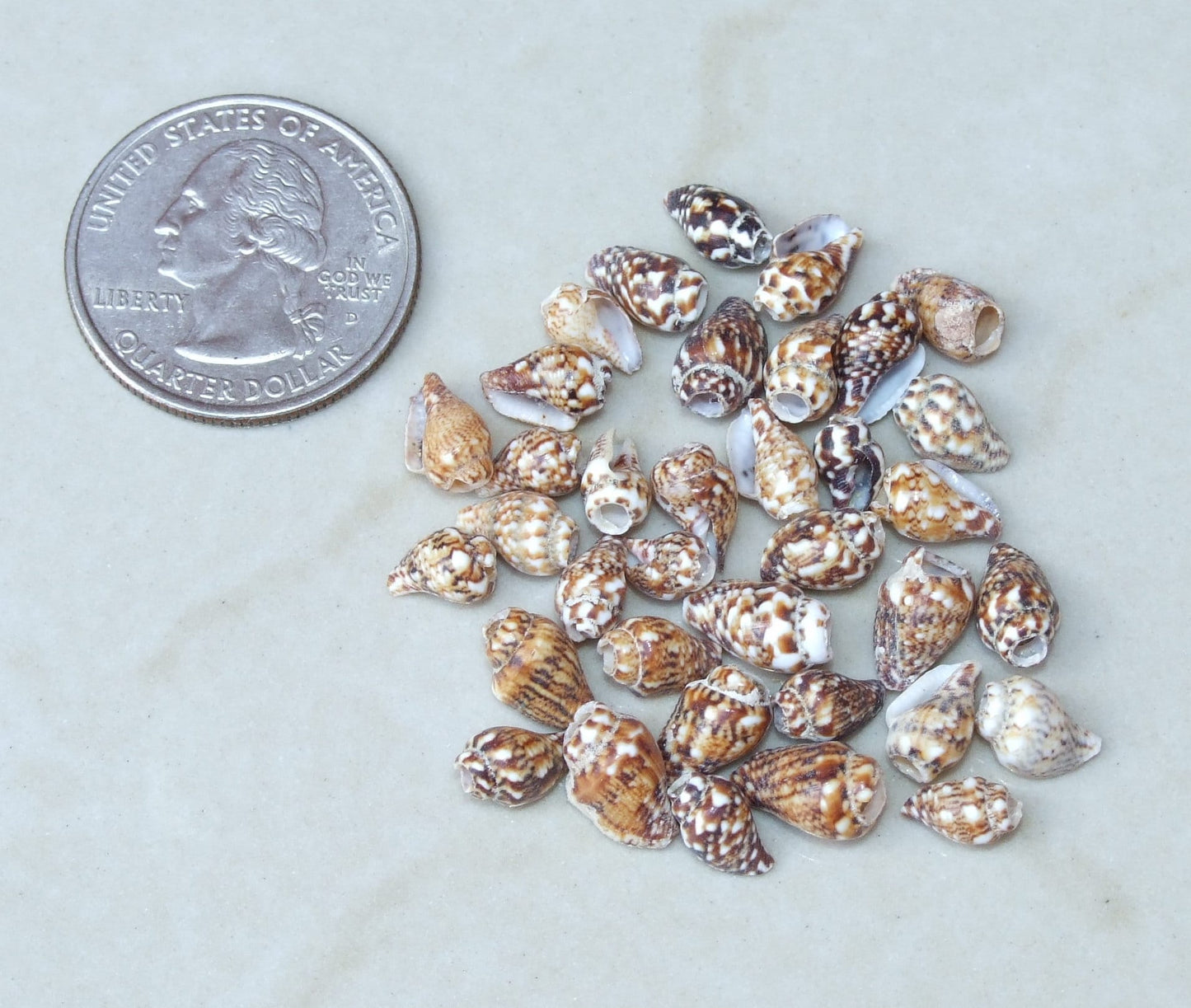 50 Very Tiny Natural Spiral SeaShells, Spiral Shell Beads, Seashell, Center Drilled, Beach Decor, BOHO, Ocean Shell - 8mm - 11mm - S001-04 - EDGBeadsandGems