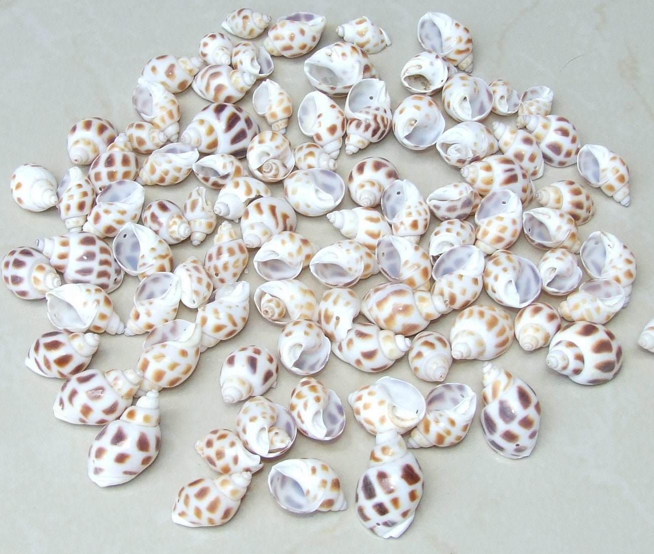 10/20 Natural Babylonia Areolata Spiral SeaShell, Spiral Shell Bead, Sea Shell, Beach Jewelry, Ocean Deco, Nautical, 25mm - 30mm, RO36-12 - EDGBeadsandGems