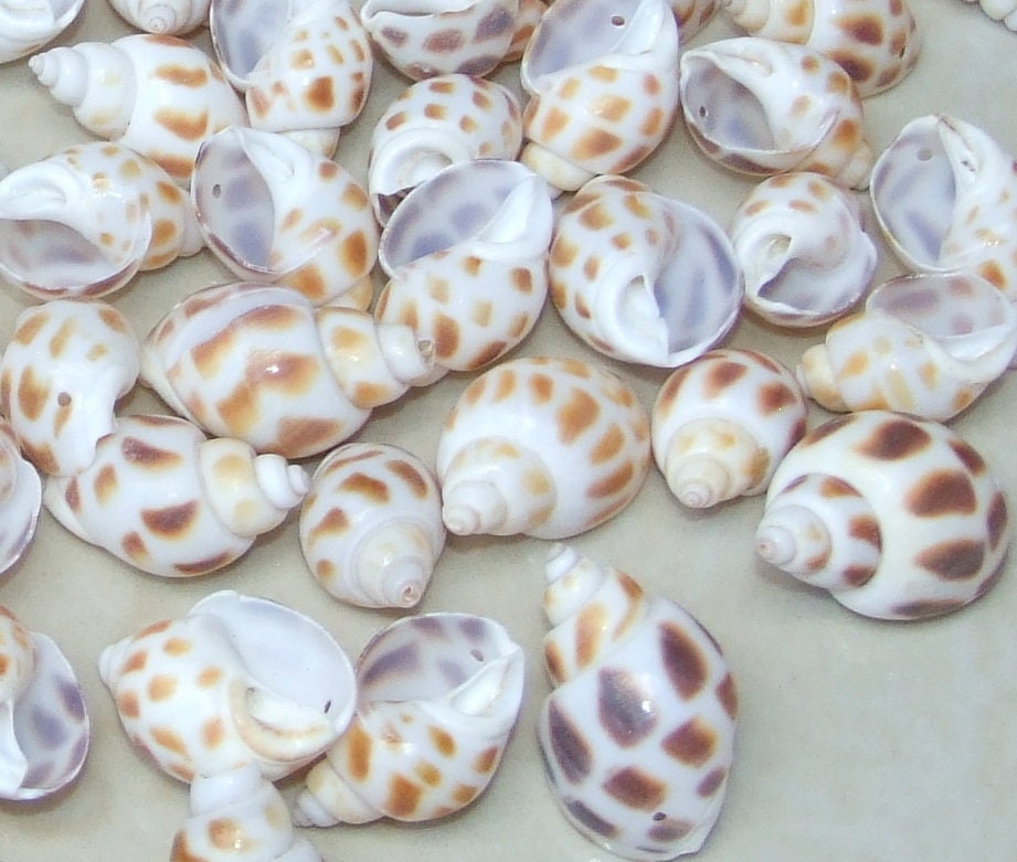 10/20 Natural Babylonia Areolata Spiral SeaShell, Spiral Shell Bead, Sea Shell, Beach Jewelry, Ocean Deco, Nautical, 25mm - 30mm, RO36-12 - EDGBeadsandGems