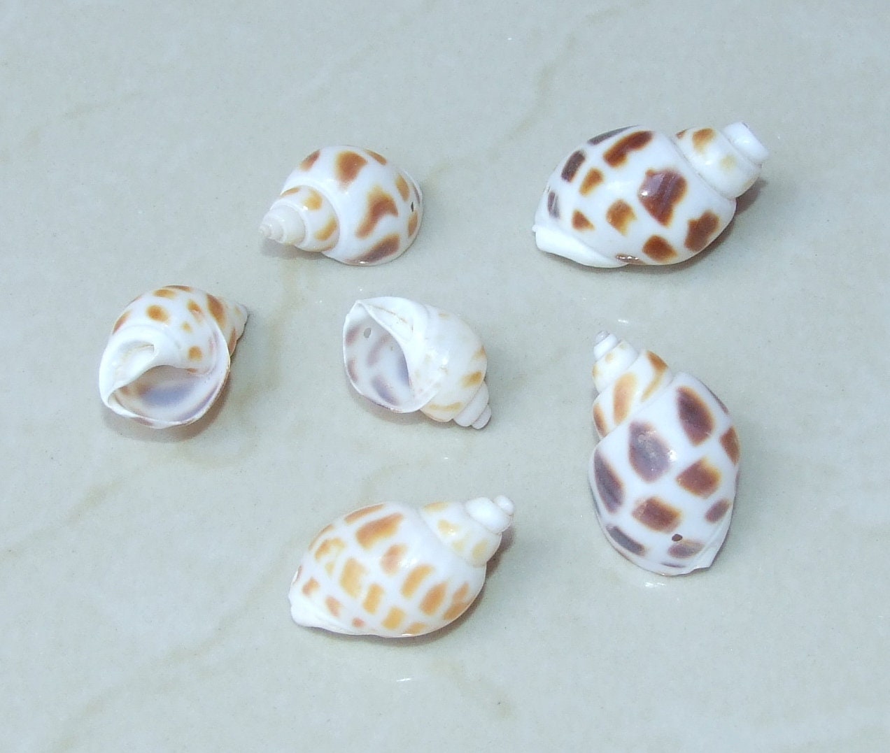 10/20 Natural Babylonia Areolata Spiral SeaShell, Spiral Shell Bead, Sea Shell, Beach Jewelry, Ocean Deco, Nautical, 25mm - 30mm, RO36-12 - EDGBeadsandGems