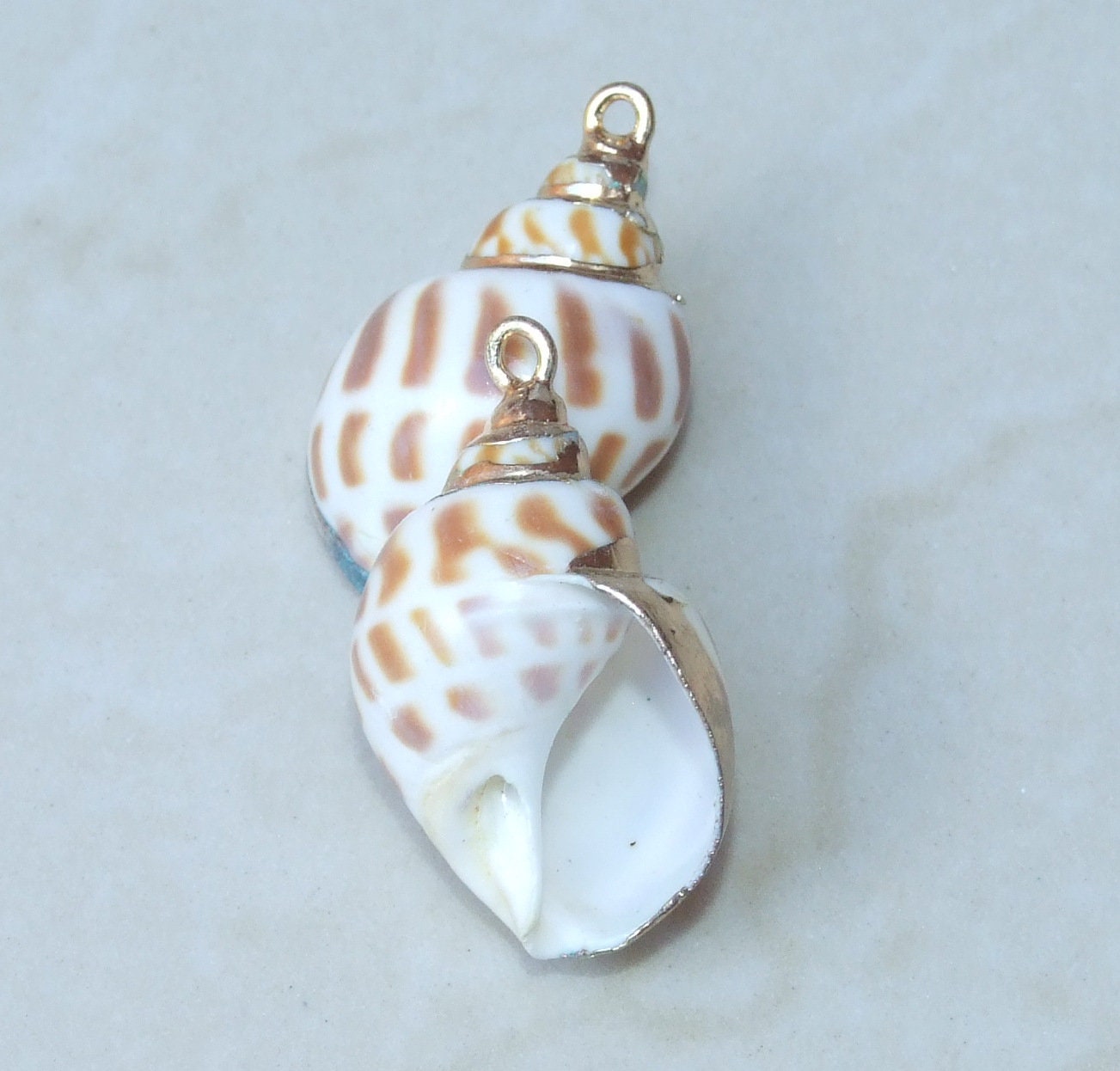 Natural Babylonia Areolata Spiral Seashell Pendant, Shell Bead, Seashell, Shell Pendant, Gold Edge, Natural Shell, Boho Beach, 20-35mm, 6-04 - EDGBeadsandGems