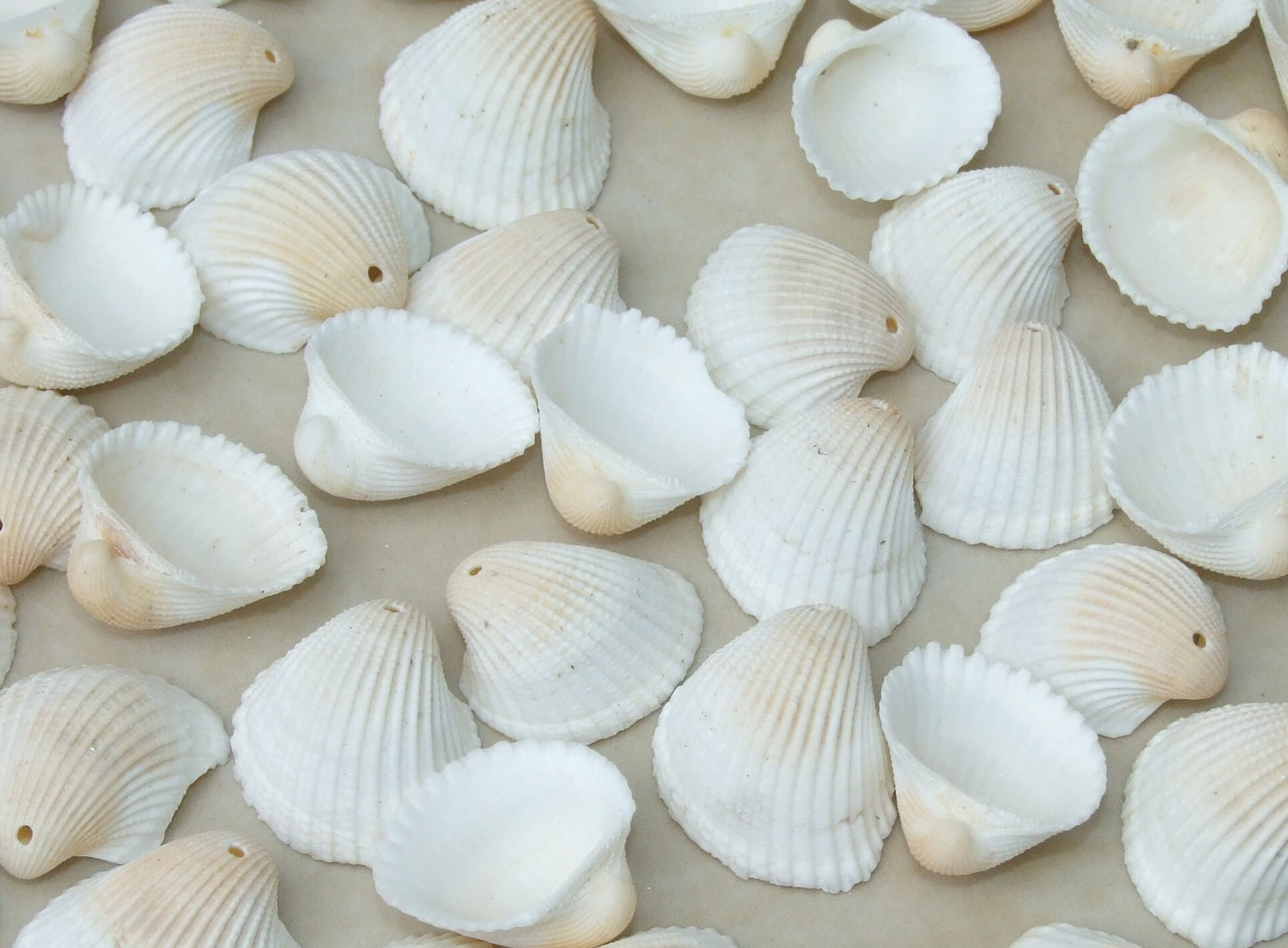 20 Natural Clam Sea Shell, Sea Shell Bead, Seashell, Ark Shell, Ribbed, Dinocardium Robustum, Shell Jewelry, Beach, Ocean, 20 Shells, 51-14 - EDGBeadsandGems