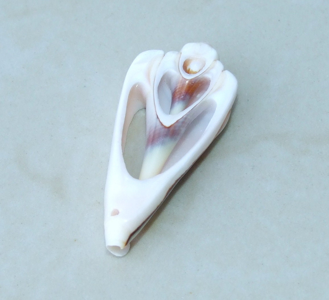 5 Strawberry Strombus Seashell Slices, Drilled Conch Shell Beads, Jewelry Making (40-60mm) - EDGBeadsandGems