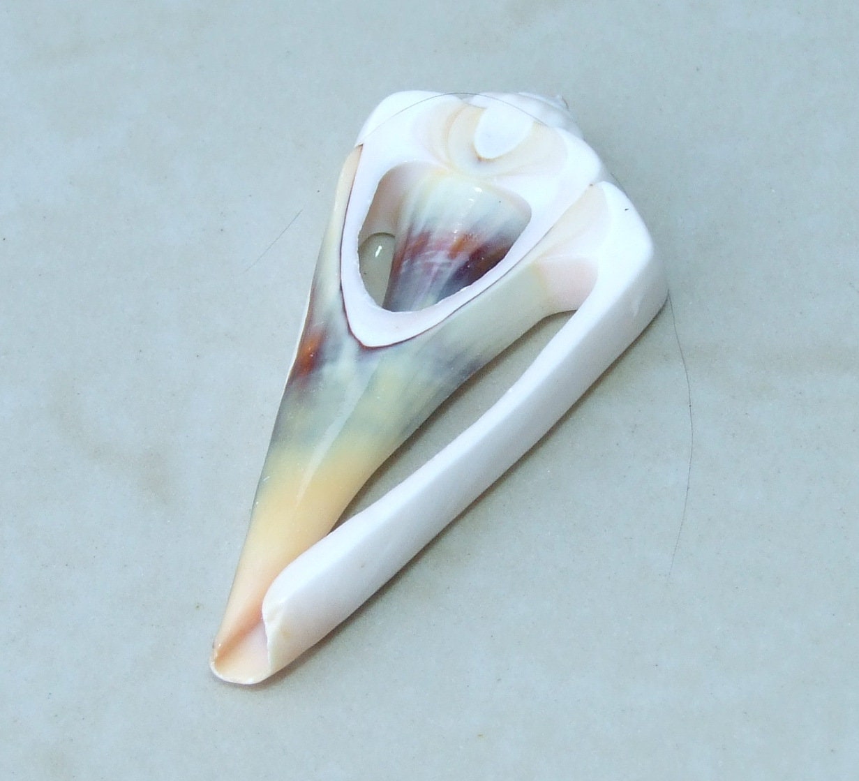 5 Strawberry Strombus Luhuanus, Conomurex Luhuanus, Center Cut Seashell Slice, Conch Shell, Drilled, Seashell Jewelry, Beach Shells, 40-60mm - EDGBeadsandGems