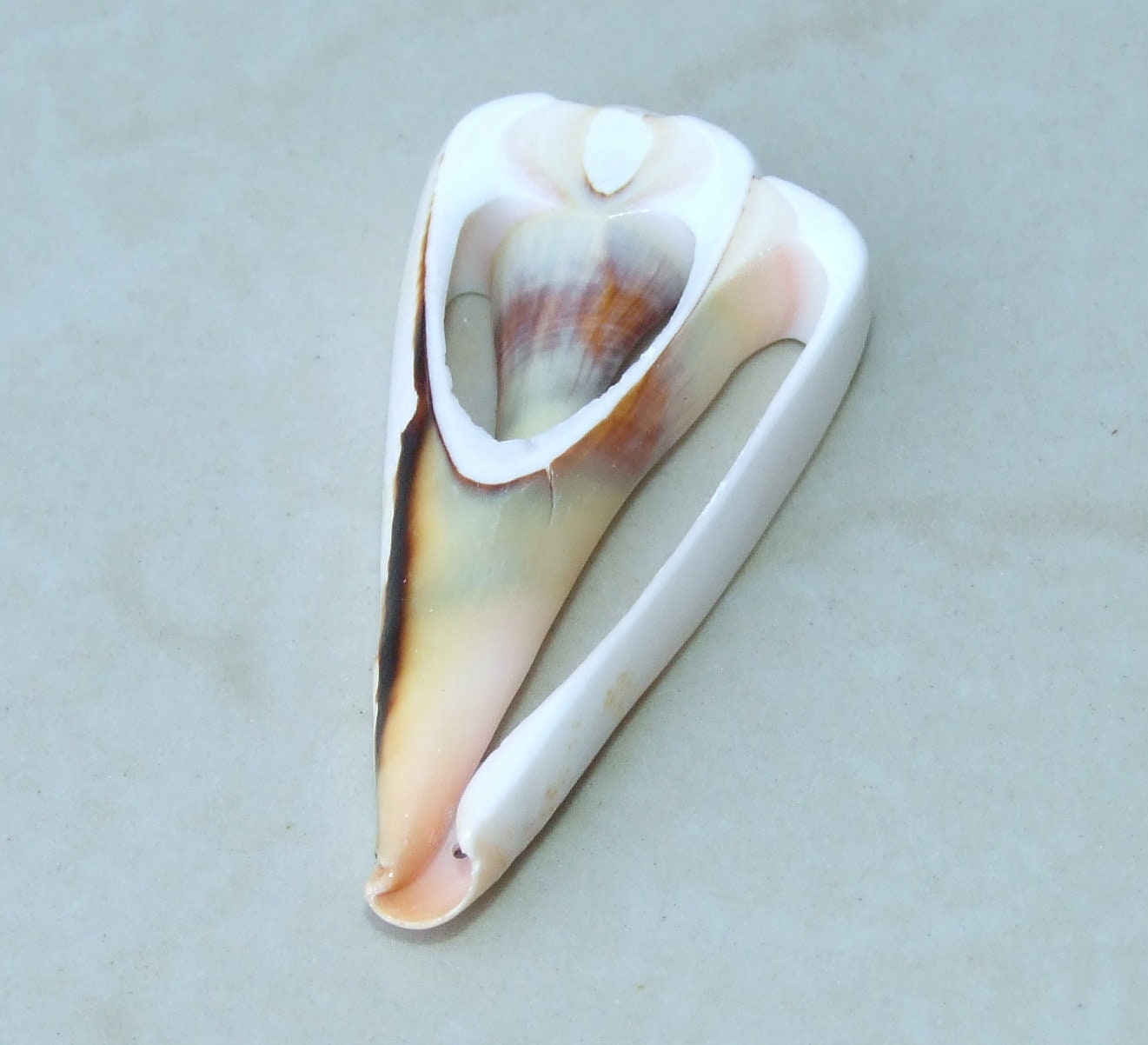 5 Strawberry Strombus Luhuanus, Conomurex Luhuanus, Center Cut Seashell Slice, Conch Shell, Drilled, Seashell Jewelry, Beach Shells, 40-60mm - EDGBeadsandGems