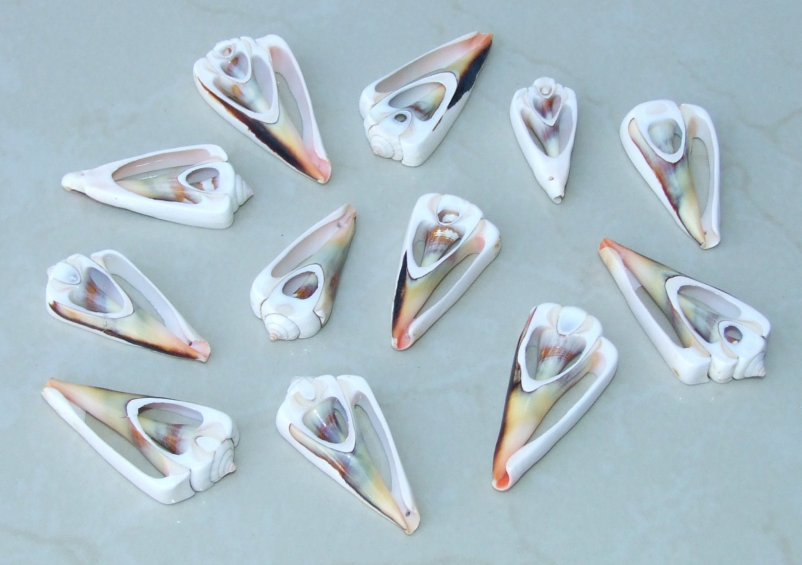 5 Strawberry Strombus Luhuanus, Conomurex Luhuanus, Center Cut Seashell Slice, Conch Shell, Drilled, Seashell Jewelry, Beach Shells, 40-60mm - EDGBeadsandGems