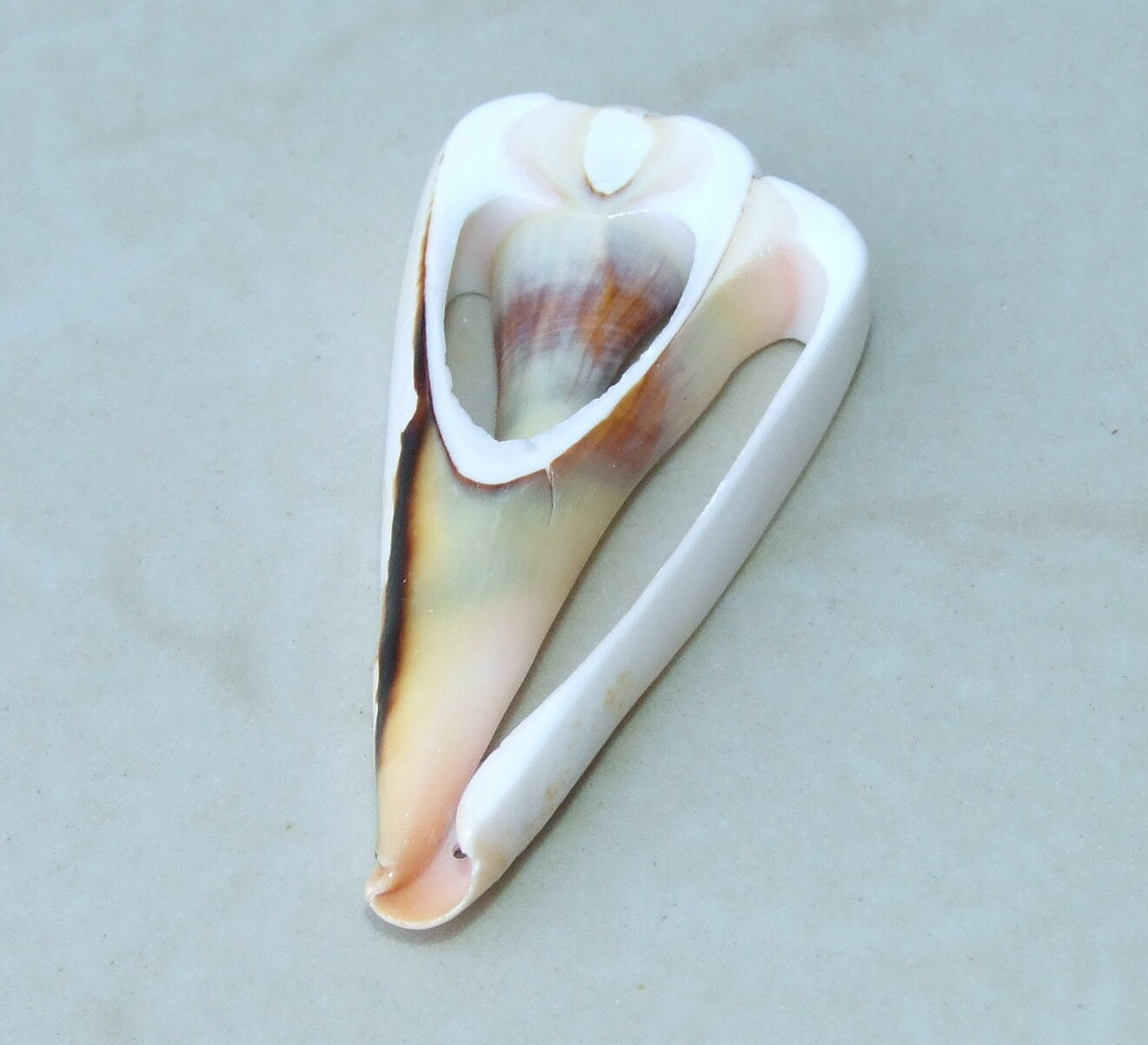 5 Strawberry Strombus Luhuanus, Conomurex Luhuanus, Center Cut Seashell Slice, Conch Shell, Drilled, Seashell Jewelry, Beach Shells, 40-60mm - EDGBeadsandGems