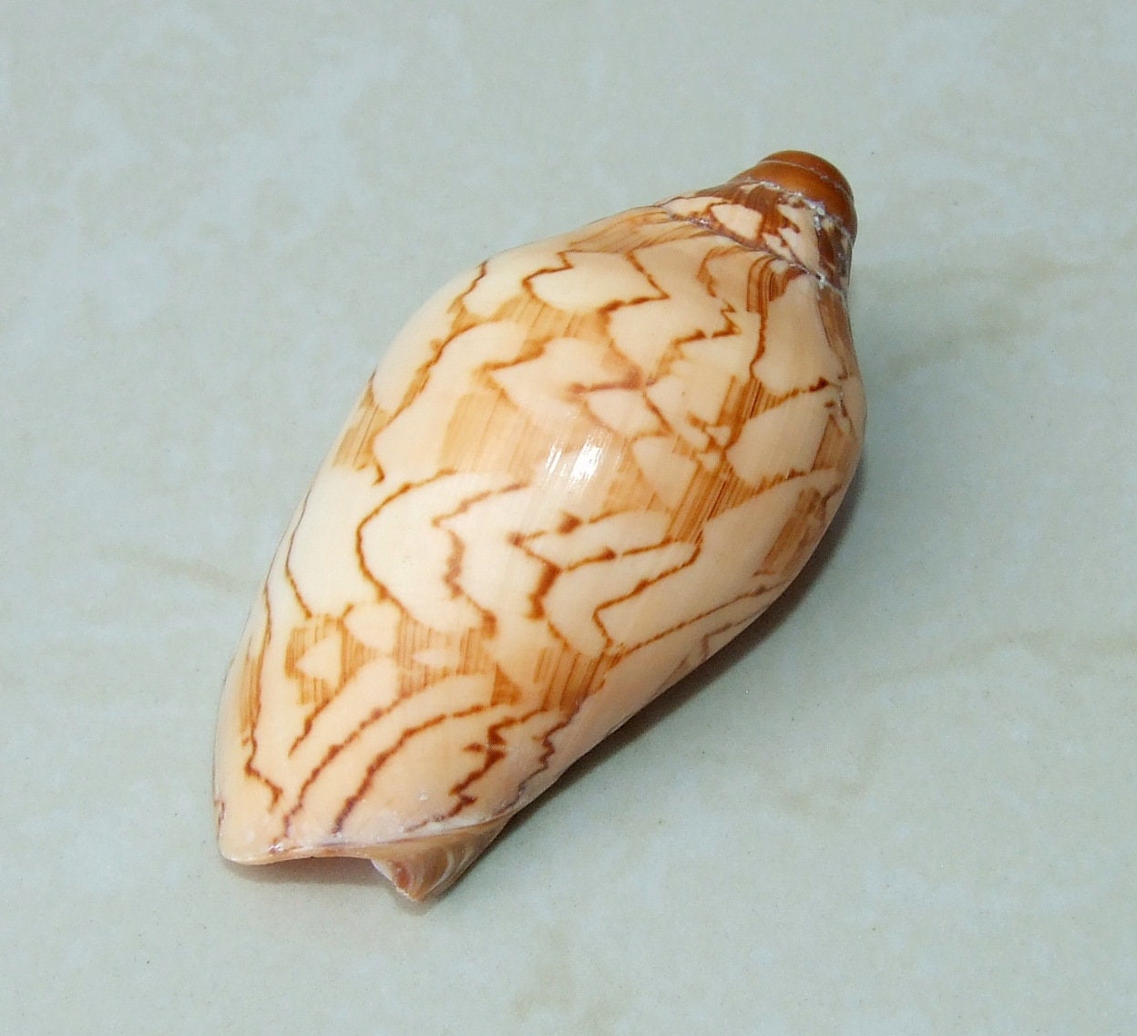 Voluta Nobilis Natural Seashell, Spiral Shell Bead, Display Shell, Jewelry Shell, Conch Shell, Beach Decor, Ocean Shells - 75-80mm - VN1 - EDGBeadsandGems