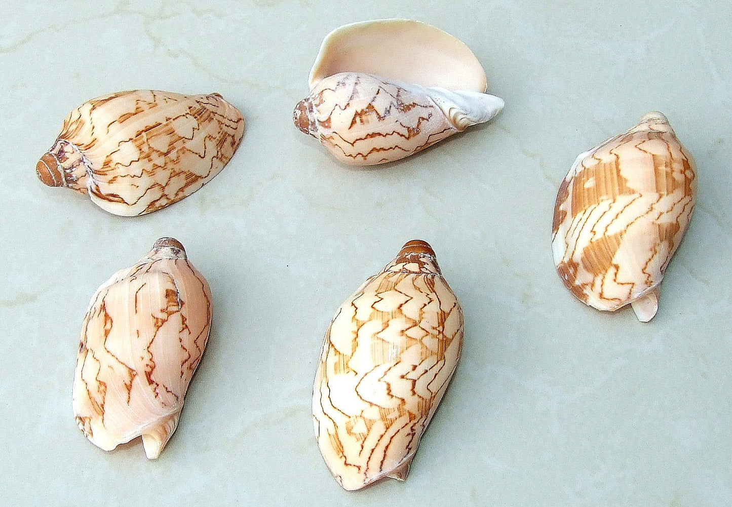 Voluta Nobilis Natural Seashell, Spiral Shell Bead, Display Shell, Jewelry Shell, Conch Shell, Beach Decor, Ocean Shells - 75-80mm - VN1 - EDGBeadsandGems