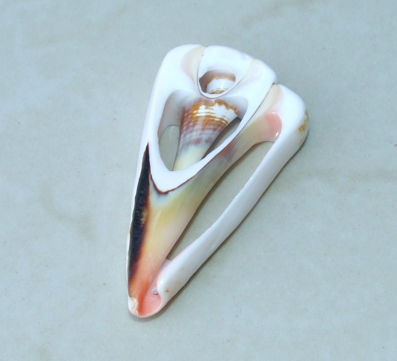 5 Strawberry Strombus Luhuanus, Conomurex Luhuanus, Center Cut Seashell Slice, Conch Shell, Drilled, Seashell Jewelry, Beach Shells, 40-60mm - EDGBeadsandGems