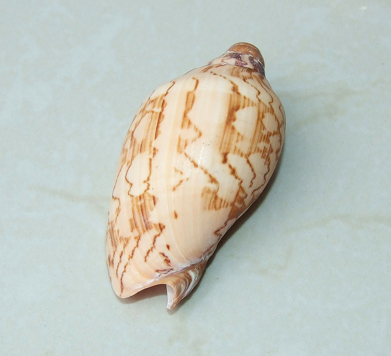 Voluta Nobilis Natural Seashell, Spiral Shell Bead, Display Shell, Jewelry Shell, Conch Shell, Beach Decor, Ocean Shells - 75-80mm - VN1 - EDGBeadsandGems