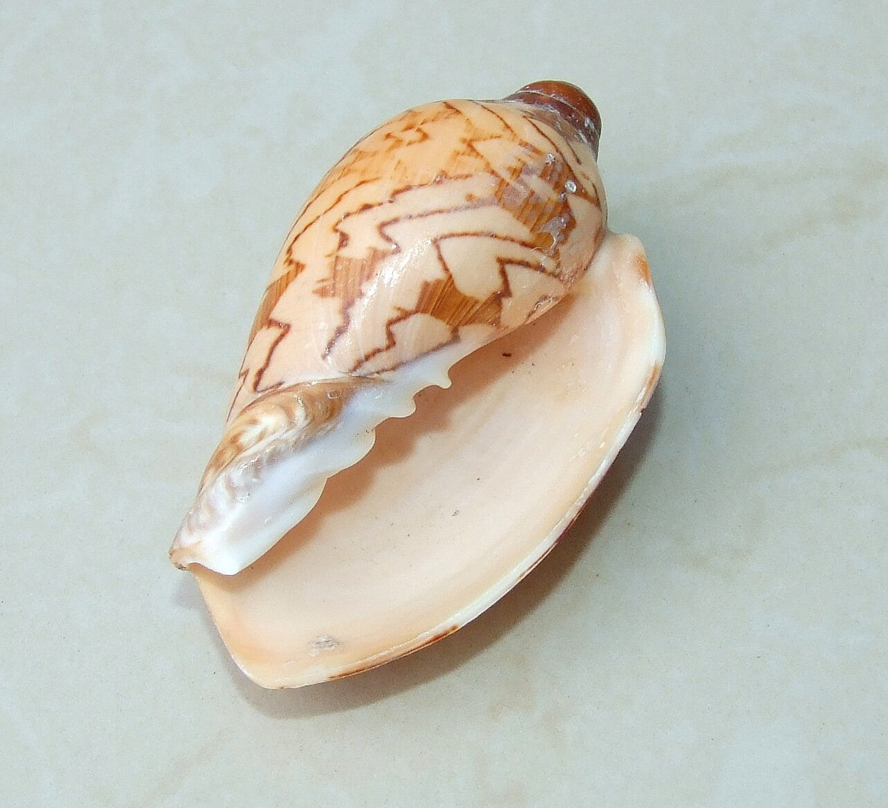 Voluta Nobilis Natural Seashell, Spiral Shell Bead, Display Shell, Jewelry Shell, Conch Shell, Beach Decor, Ocean Shells - 75-80mm - VN1 - EDGBeadsandGems