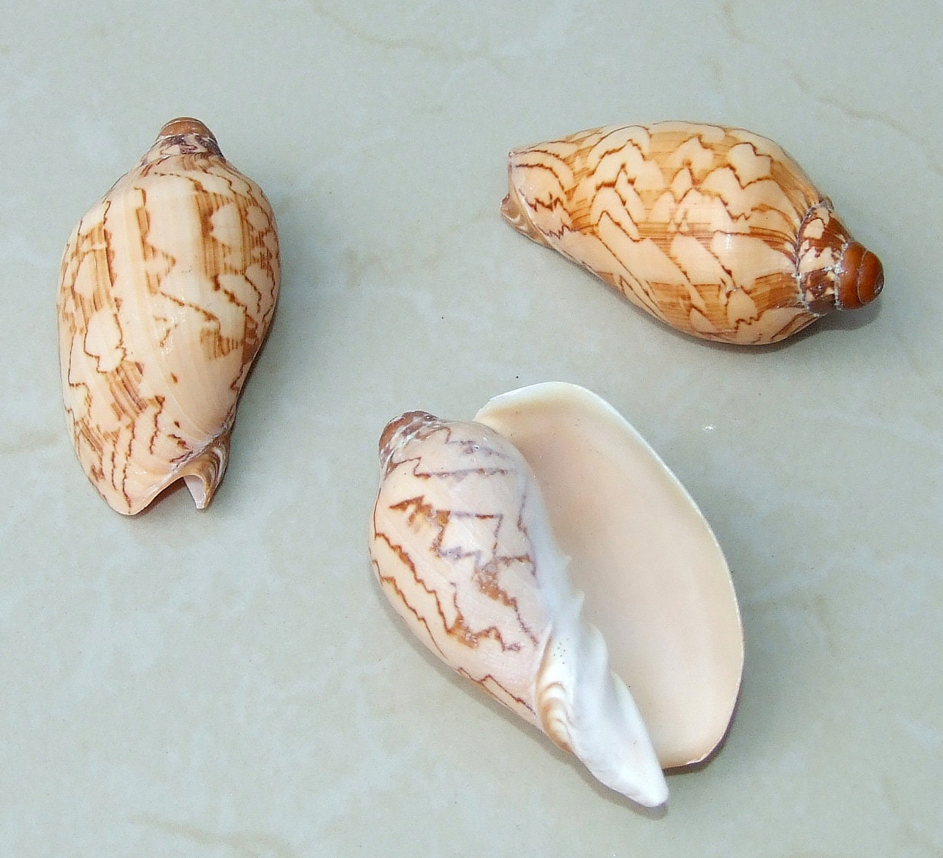 Voluta Nobilis Natural Seashell, Spiral Shell Bead, Display Shell, Jewelry Shell, Conch Shell, Beach Decor, Ocean Shells - 75-80mm - VN1 - EDGBeadsandGems