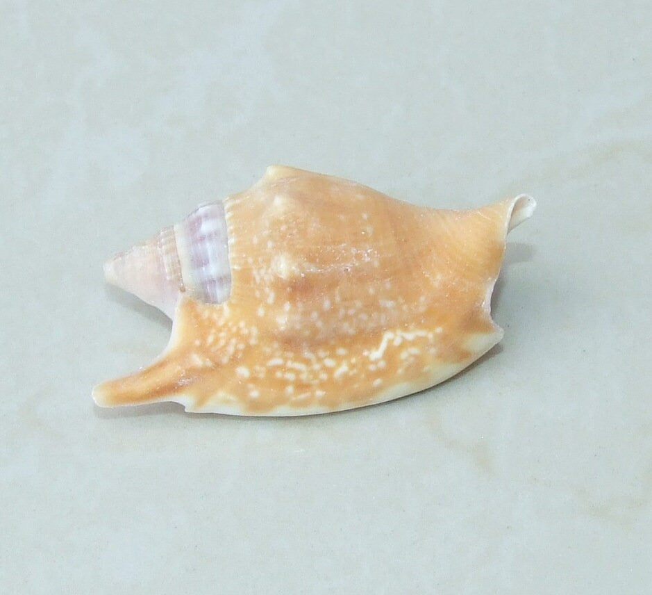 Large Natural Strombus Conch Sea Shell, Spiral Shell, Seashell, Shell, Beach Decor, Ocean Shell - 50-60mm, 2 Shells - 126-09 - EDGBeadsandGems