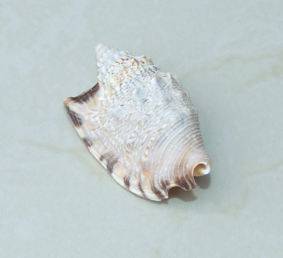 Large Natural Strombus Conch Sea Shell, Spiral Shell, Seashell, Shell, Beach Decor, Ocean Shell - 50-60mm, 2 Shells - 126-09 - EDGBeadsandGems