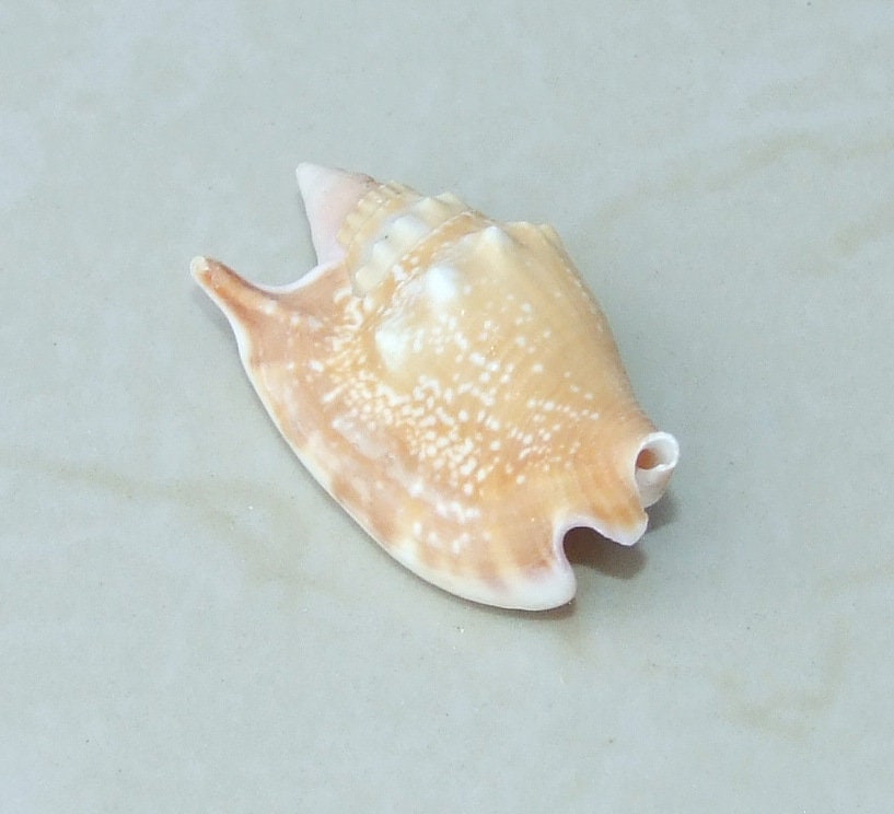 Large Natural Strombus Conch Sea Shell, Spiral Shell, Seashell, Shell, Beach Decor, Ocean Shell - 50-60mm, 2 Shells - 126-09 - EDGBeadsandGems