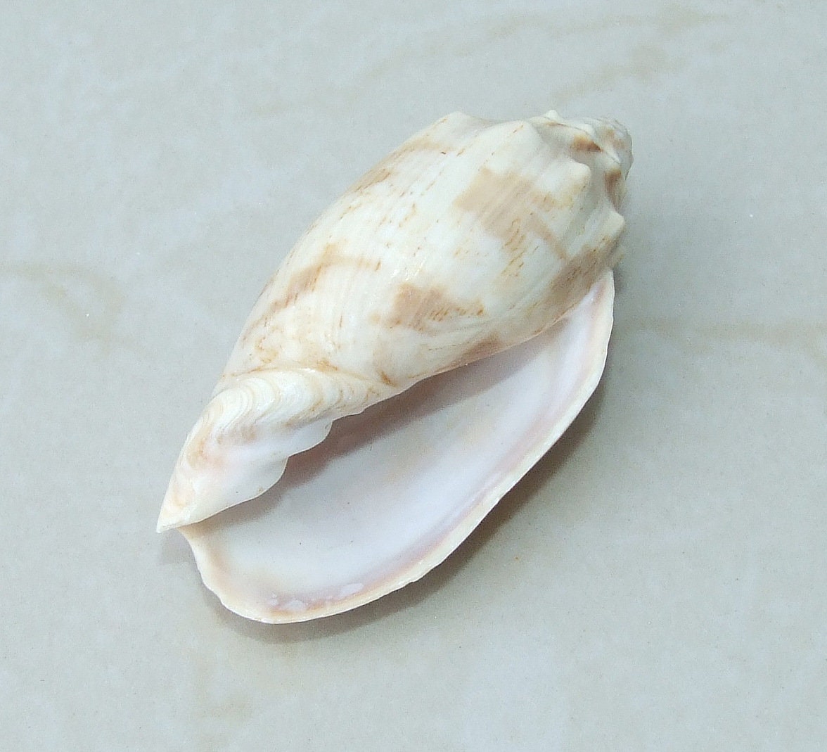 Large Natural Strombus Conch Sea Shell, Spiral Shell, Seashell, Shell, Beach Decor, Ocean Shell - 60-65mm, 2 Shells - 126-08 - EDGBeadsandGems