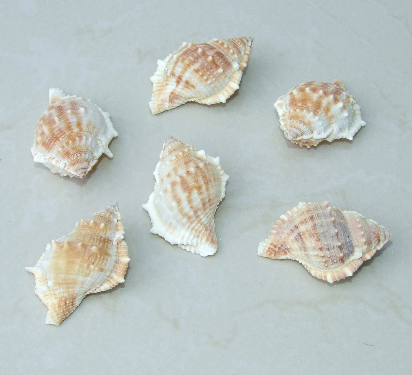 Large Natural Strombus Conch Sea Shell, Spiral Shell, Seashell, Shell, Beach Decor, Ocean Shell - 55-60mm, 4 Shells - 126-03 - EDGBeadsandGems