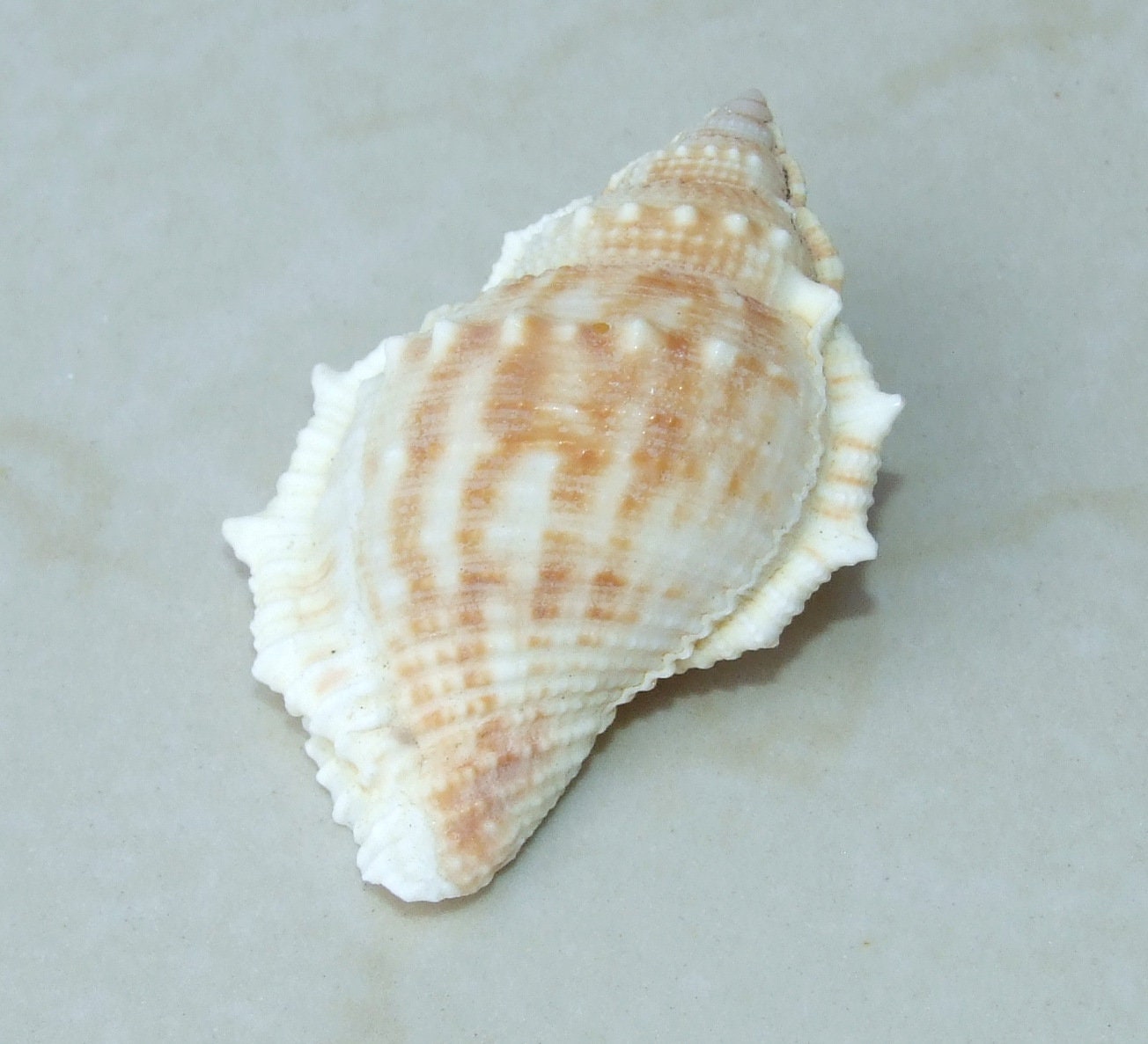 Large Natural Strombus Conch Sea Shell, Spiral Shell, Seashell, Shell, Beach Decor, Ocean Shell - 55-60mm, 4 Shells - 126-03 - EDGBeadsandGems