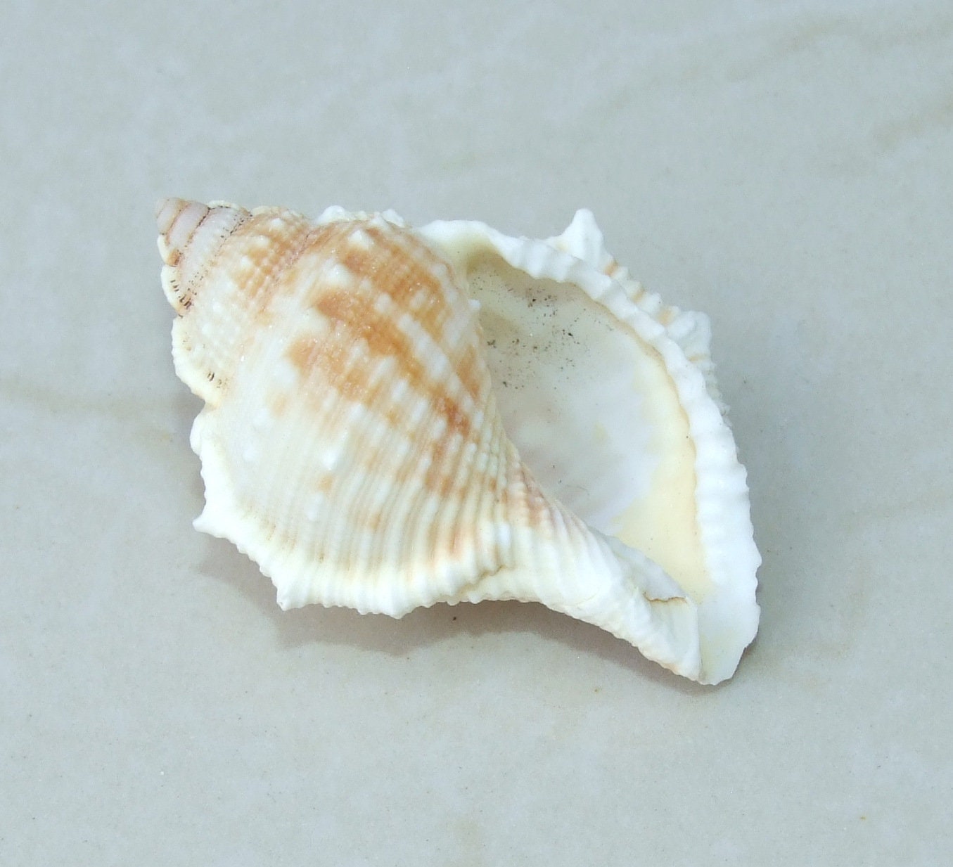 Large Natural Strombus Conch Sea Shell, Spiral Shell, Seashell, Shell, Beach Decor, Ocean Shell - 55-60mm, 4 Shells - 126-03 - EDGBeadsandGems