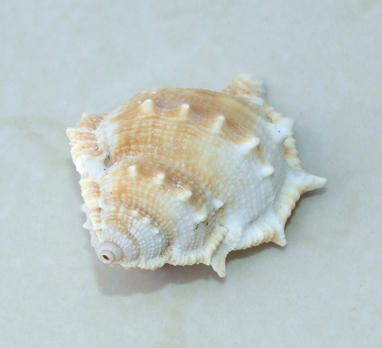 Large Natural Strombus Conch Sea Shell, Spiral Shell, Seashell, Shell, Beach Decor, Ocean Shell - 55-60mm, 4 Shells - 126-03 - EDGBeadsandGems