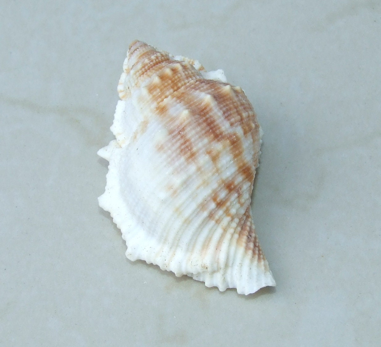 Large Natural Strombus Conch Sea Shell, Spiral Shell, Seashell, Shell, Beach Decor, Ocean Shell - 55-60mm, 4 Shells - 126-03 - EDGBeadsandGems