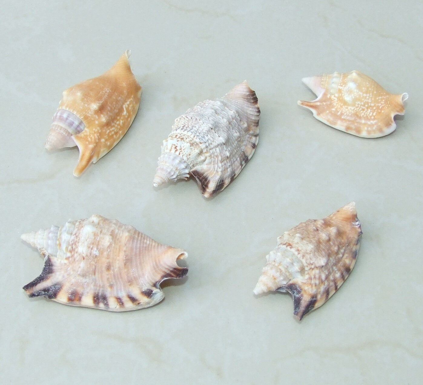 Large Natural Strombus Conch Sea Shell, Spiral Shell, Seashell, Shell, Beach Decor, Ocean Shell - 50-60mm, 2 Shells - 126-09 - EDGBeadsandGems