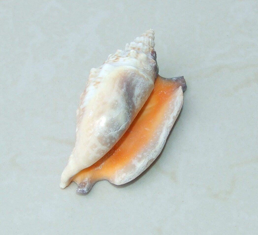 Large Natural Strombus Conch Sea Shell, Spiral Shell, Seashell, Shell, Beach Decor, Ocean Shell - 50-60mm, 2 Shells - 126-09 - EDGBeadsandGems
