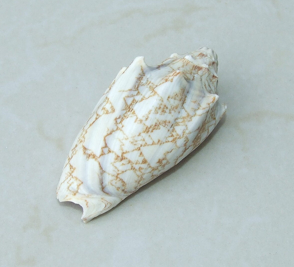 Large Natural Strombus Conch Sea Shell, Spiral Shell, Seashell, Shell, Beach Decor, Ocean Shell - 60-65mm, 2 Shells - 126-08 - EDGBeadsandGems