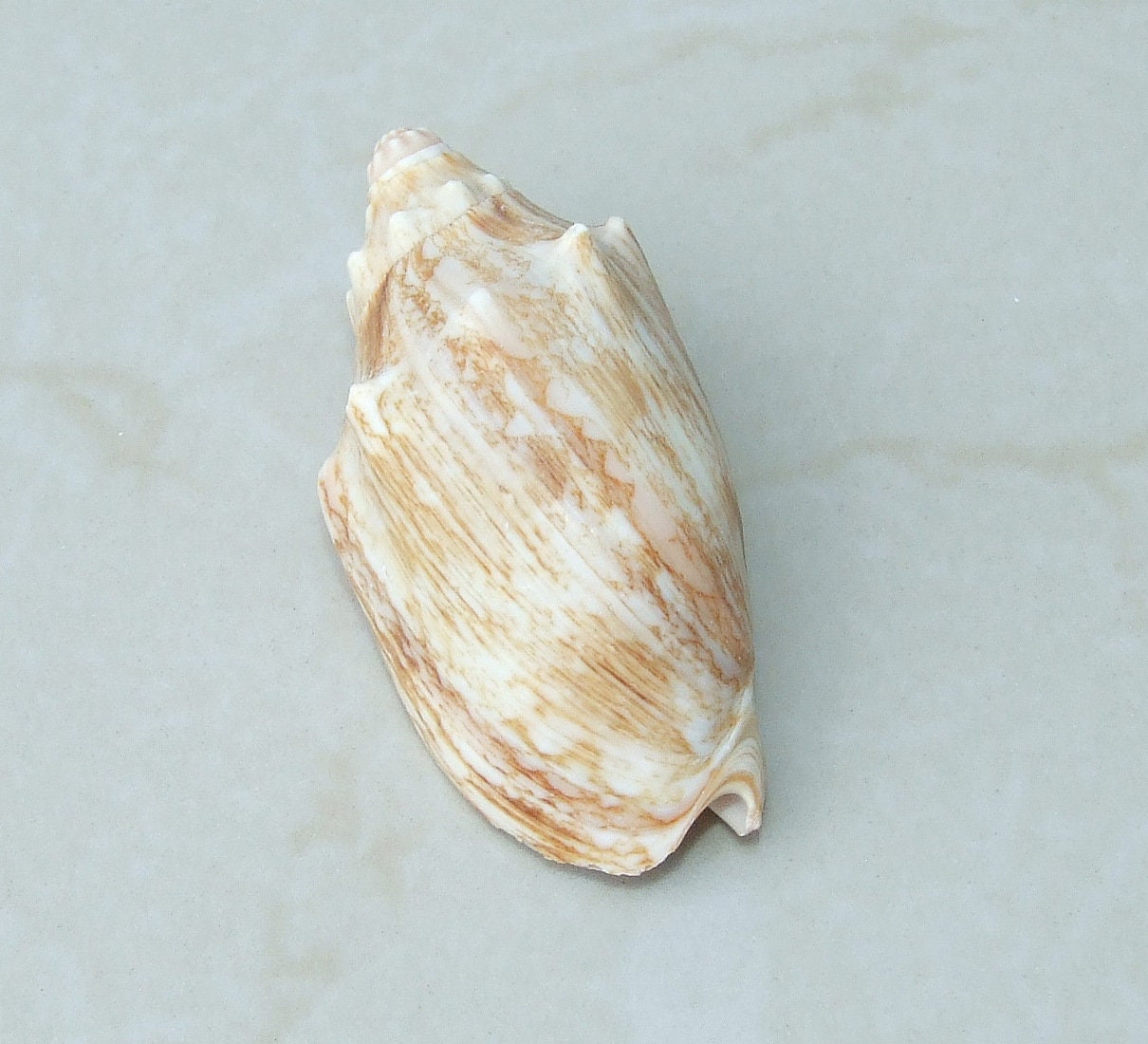 Large Natural Strombus Conch Sea Shell, Spiral Shell, Seashell, Shell, Beach Decor, Ocean Shell - 60-65mm, 2 Shells - 126-08 - EDGBeadsandGems