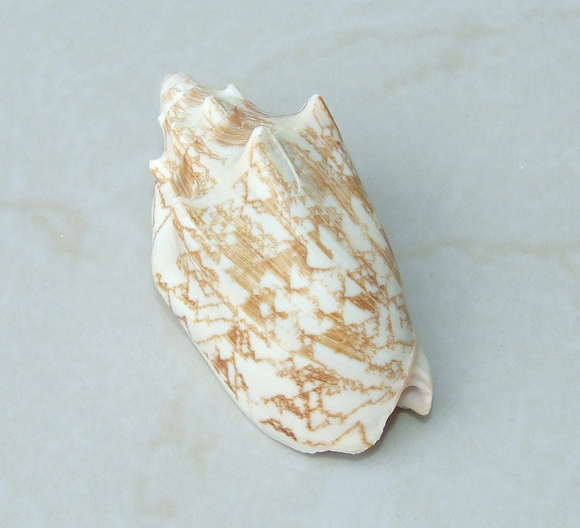 Large Natural Strombus Conch Sea Shell, Spiral Shell, Seashell, Shell, Beach Decor, Ocean Shell - 60-65mm, 2 Shells - 126-08 - EDGBeadsandGems