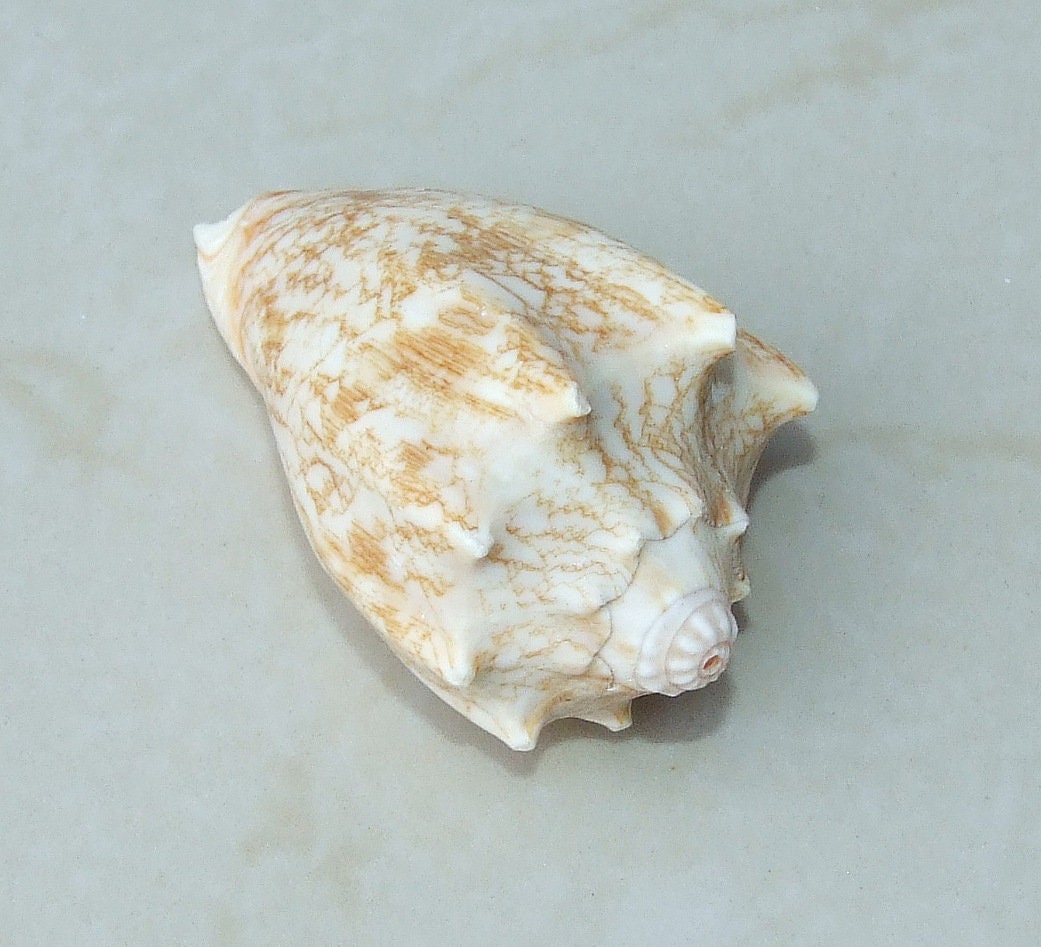 Large Natural Strombus Conch Sea Shell, Spiral Shell, Seashell, Shell, Beach Decor, Ocean Shell - 55-60mm, 4 Shells - 126-03 - EDGBeadsandGems